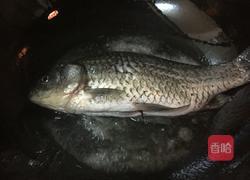 鲫鱼汤的做法图解2