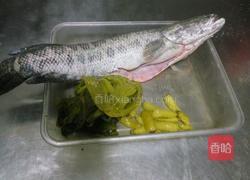 酸菜生鱼的做法图解1