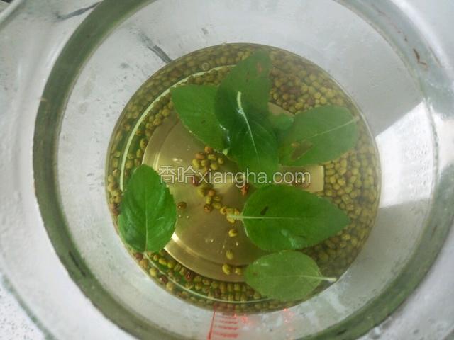 倒入薄荷叶煮开