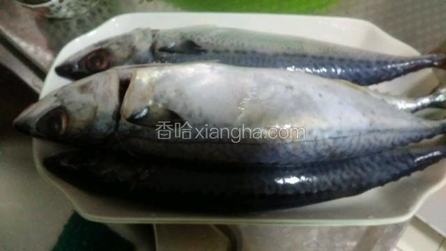 鲅鱼开膛洗净