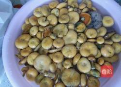 枞树菌炖肉丸的做法图解3