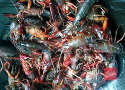 过油小龙虾的做法图解4