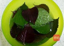 紫苏鸡蛋饼的做法图解2