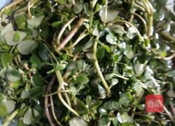 蒜茸马齿苋的做法图解1