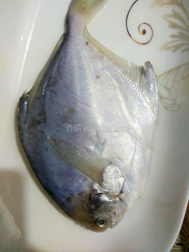 小鲳鱼一条