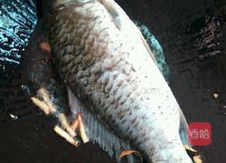 西红柿鲫鱼汤的做法图解3