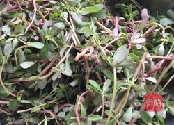 马齿苋炒肉的做法图解1