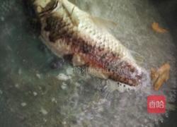 鲫鱼木瓜汤的做法图解5