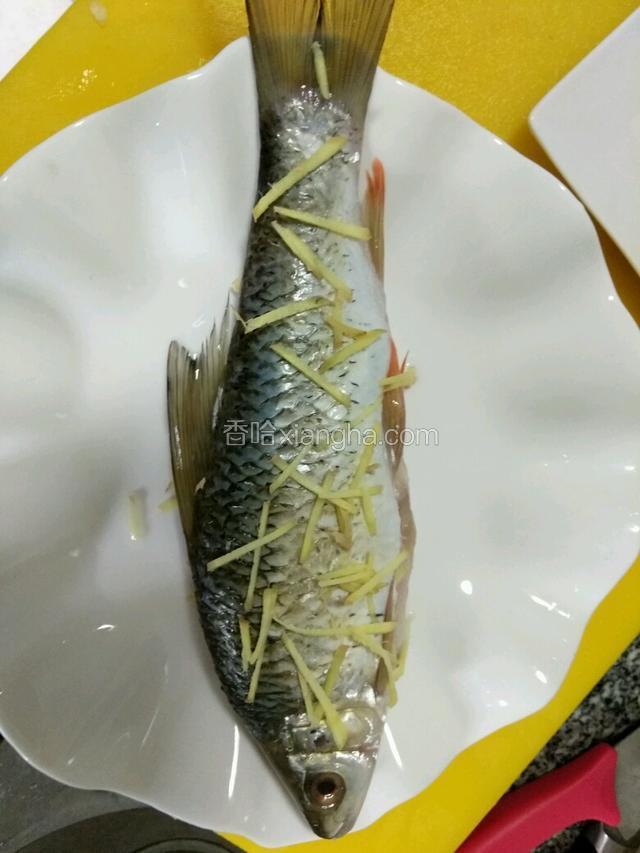 把碟子上铺姜丝完了放鱼，鱼肚子里塞姜丝，身上撒姜丝（如下图）