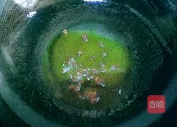 炝炒莲花白的做法图解2