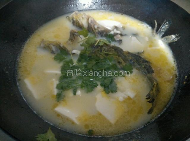 鱼熟了，汤汁浓白，放入盐、胡椒粉，撒上香菜，出锅