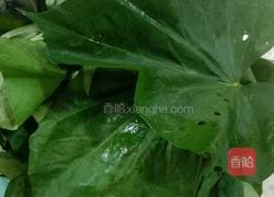 蒸红薯叶的做法图解1