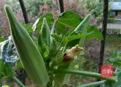 油泼秋葵的做法图解1