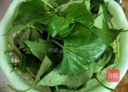 炒红薯叶的做法图解2