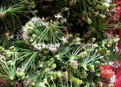 腌制韭菜花的做法图解1