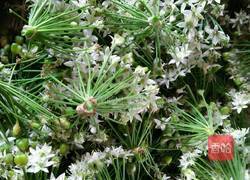 腌制韭菜花的做法图解2