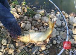 红烧鲤鱼块的做法图解1