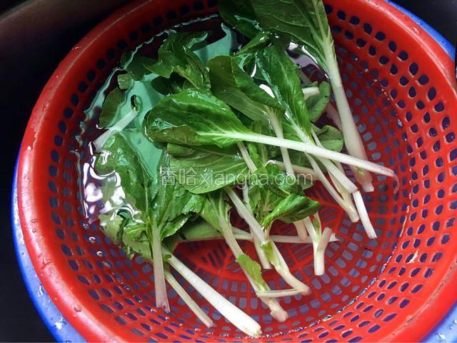 小白菜清洗干净
