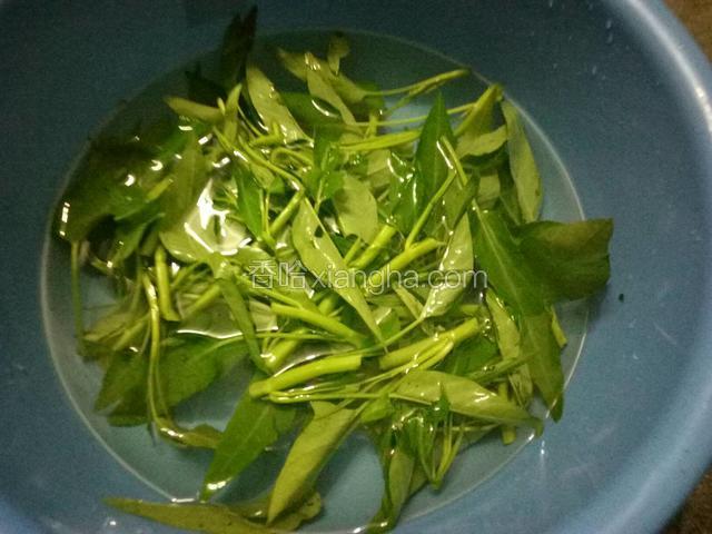 通菜摘好泡水洗净