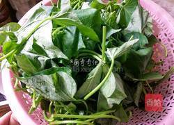 炝炒红薯叶的做法图解2