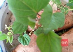 蒜蓉红薯叶的做法图解1