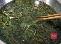 凉拌野菜马齿苋的做法图解4