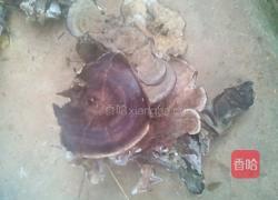 炒干巴菌的做法图解1