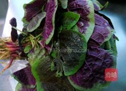 蒜泥苋菜的做法图解1