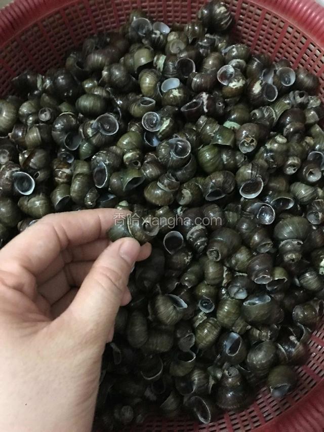 把石螺洗净螺尖用刀切掉