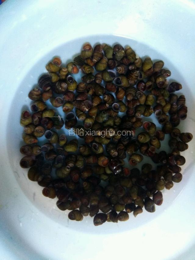 螺前一天，买回来，剪去螺钉，养一天