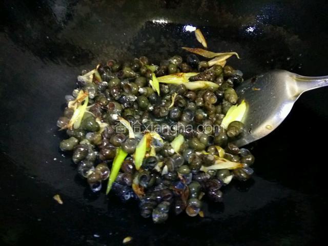 给料酒，生抽搅拌均匀，焖煮五分钟，中间要不停的翻炒，让泥螺均匀受热入味