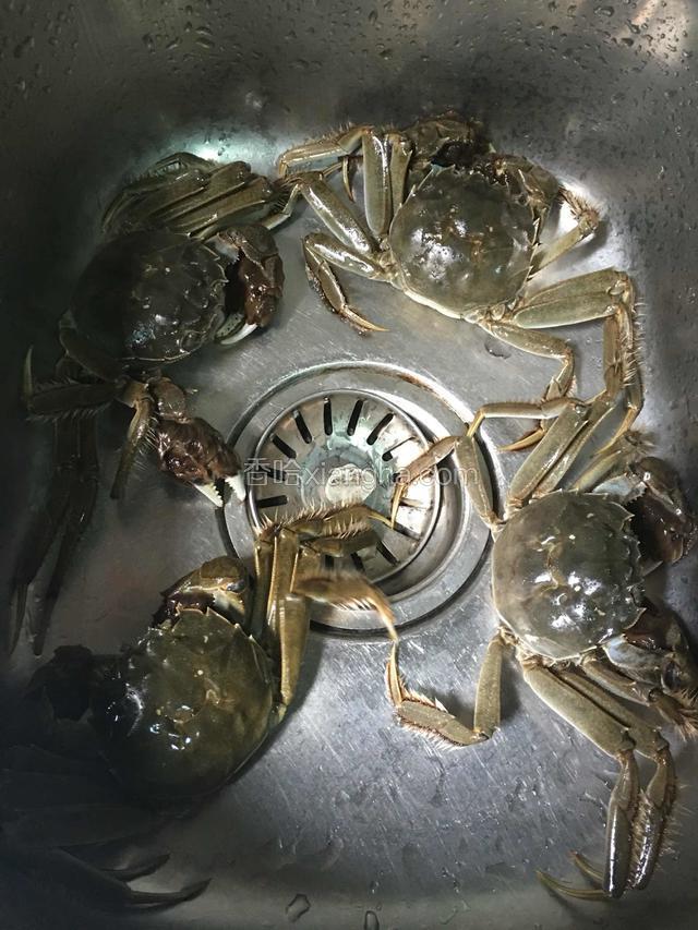 生猛大闸蟹，用牙刷给蟹洗个澡
