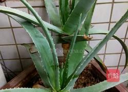 芦荟鸡汤的做法图解1