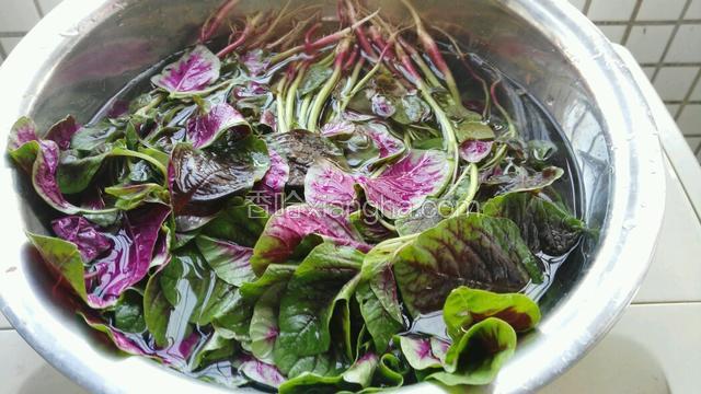 把血皮菜先用水浸泡十分钟