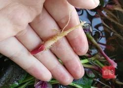 炒血皮菜的做法图解3