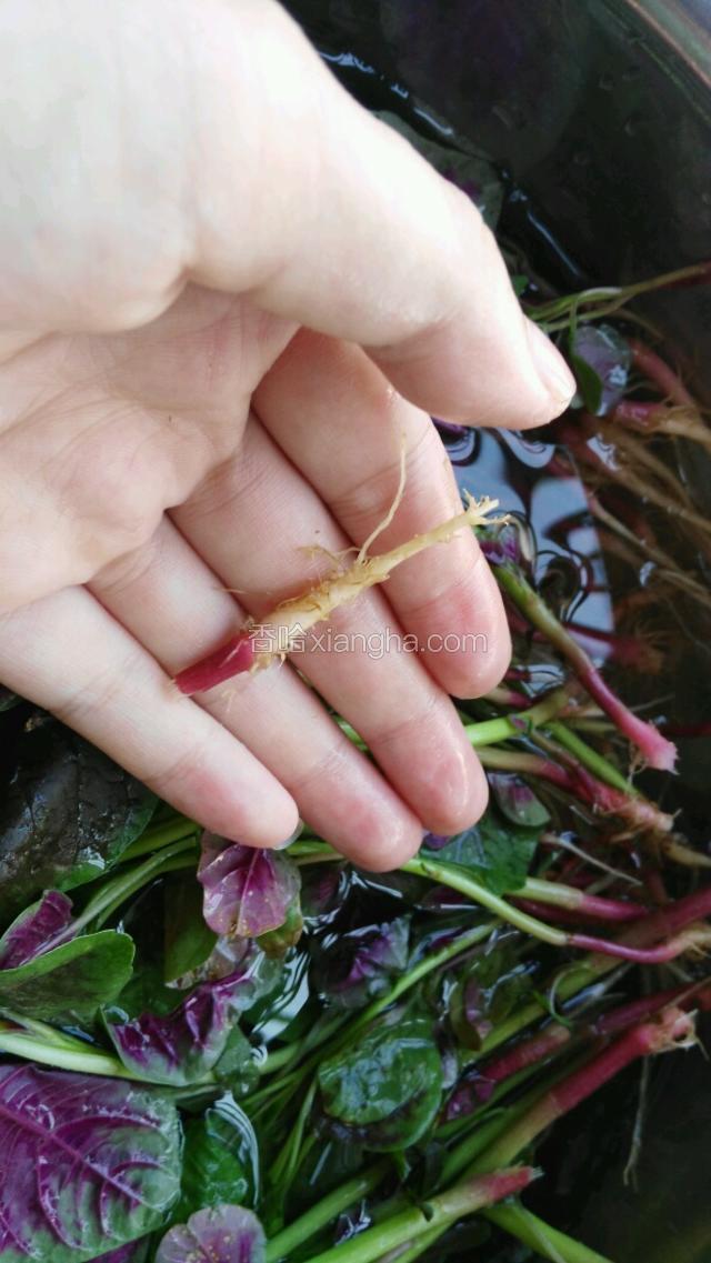 把血皮菜的根部去掉，洗干净