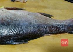 红烧鲢鱼的做法图解1