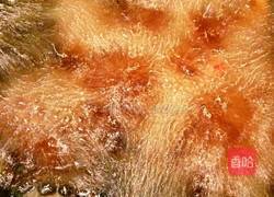 琵琶大虾的做法图解12