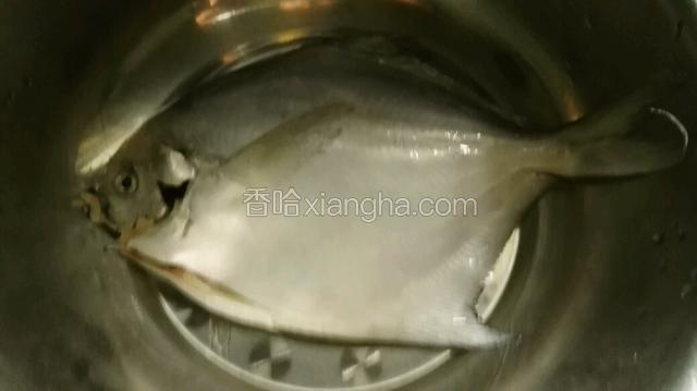食材鲳鱼一条。