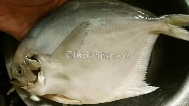 近照一张，北方应该叫平鱼吧。