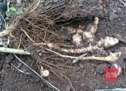 腌洋姜的做法图解1