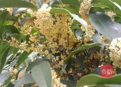 桂花糖的做法图解1