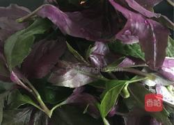 炒紫背天葵的做法图解1