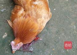 白切鸡的做法图解1