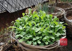 水煮青菜的做法图解1