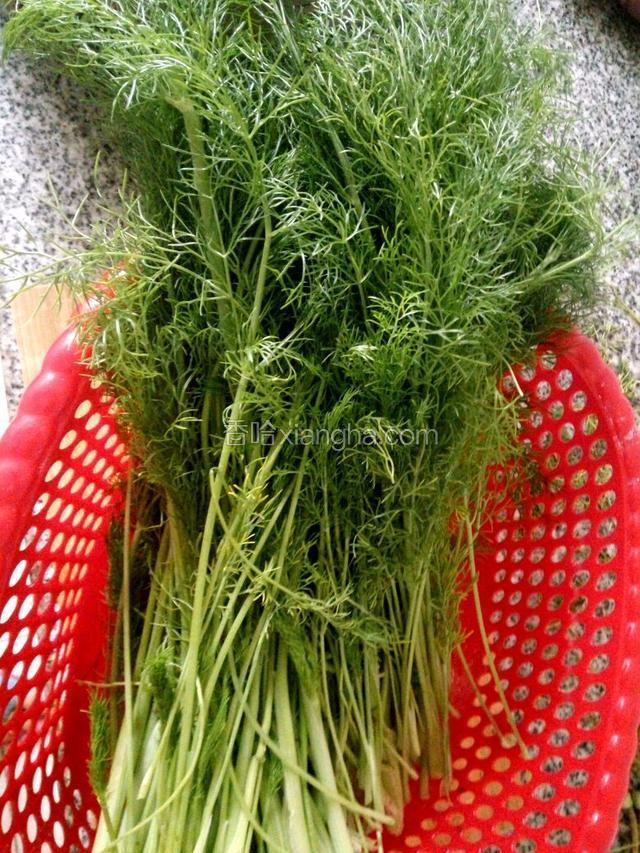 茴香摘去黄叶子，减去根须