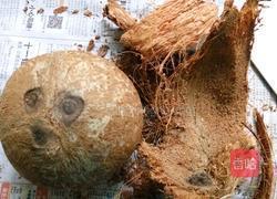 椰子煲乌鸡的做法图解1