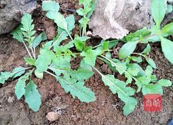 荠菜馅饺子的做法图解1