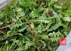 荠菜馅饺子的做法图解2