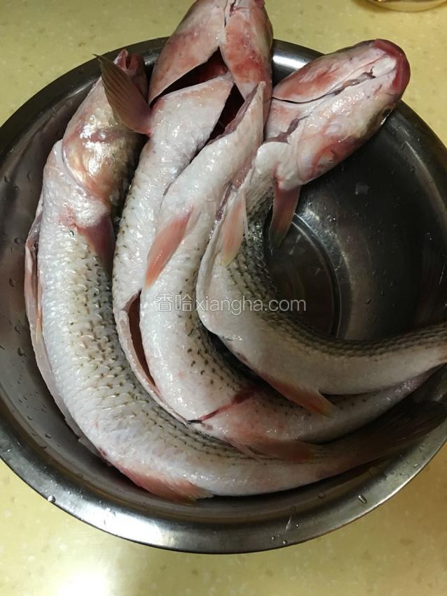 购买新鲜梭鱼，冲洗干净，首先用剪刀背把鱼鳞剃掉，再剪开肚子掏出内脏和鱼鳃，撕掉黑色簿膜，冲洗干净。